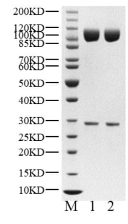 BIORTUS USA INC&nbsp;Human DCAF16/DDB1 Protein, 100UG