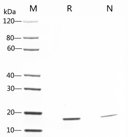 Genscript Corporation IFN-γ, Human, Quantity: Each of 1