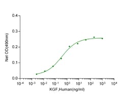 Genscript Corporation KGF/FGF-7, Human, Quantity: Each of 1