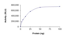 Sino Biological&nbsp;Recombinant Human CDC42 Protein, Active