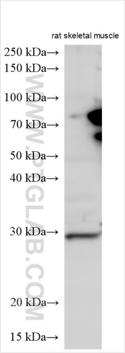 C13orf39 Rabbit, anti-Human, Polyclonal, Proteintech Quantity: 20 &mu;L:Antibodies