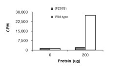 Sino Biological&nbsp;Recombinant Rat CAMKK1 Protein (Full Length, F230G, GST Tag)