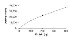 Sino Biological&nbsp;Recombinant Rat CAMKK1 Protein (Full Length, GST Tag), Active