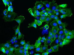 Sino Biological C1orf116 Antibody, Rabbit PAb, Antigen Affinity Purified