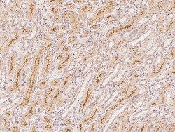 Sino Biological C1orf198 Antibody, Rabbit PAb, Antigen Affinity Purified
