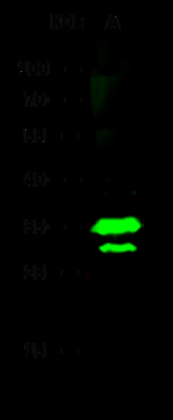 Sino Biological C1QBP / HABP1 Antibody, Rabbit PAb, Antigen Affinity Purified
