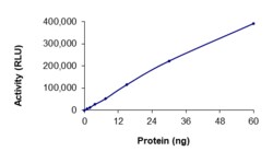 Sino Biological&nbsp;Recombinant Human CDK1 & Cyclin A1 Protein (Full Length, GST Tag), Active