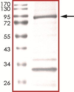 Sino Biological&nbsp;Recombinant Human CDC7/Cdc7 Kinase Protein (Full Length, GST Tag)