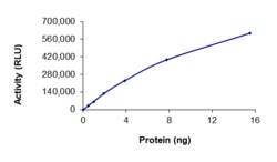 Sino Biological&nbsp;Recombinant Human CDK2 & Cyclin E2 Protein (Full Length, GST Tag), Active