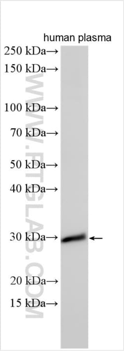 C2orf7 Rabbit, anti-Human, Polyclonal, Proteintech:Antibodies:Primary Antibodies