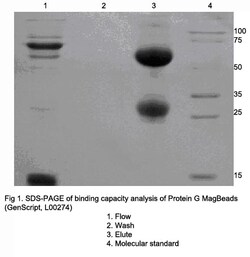 Genscript Corporation Protein G MagBeads, Quantity: Each of 1