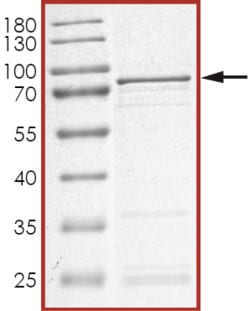 Sino Biological&nbsp;Recombinant Human CDKL2 Protein (Full Length, GST Tag)