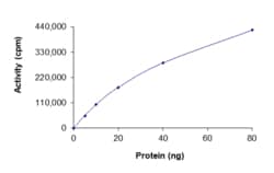 Sino Biological&nbsp;Recombinant Human CHEK2 Protein (Full Length, GST Tag), Active