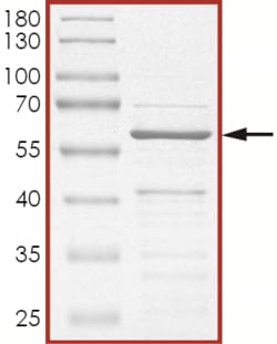 Sino Biological&nbsp;Recombinant Rat CREB Protein (GST Tag)