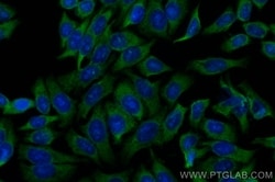 C5aR Rabbit, anti-Human, CoraLite Plus 488, Polyclonal, Proteintech:Antibodies:Primary