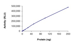 Sino Biological&nbsp;Recombinant Human CLK4 Protein (I363V, GST Tag), Active