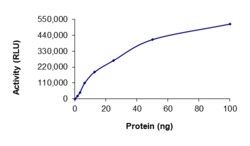 Sino Biological&nbsp;Recombinant Human Casein Kinase 1 alpha Protein (Full Length, GST Tag), Active
