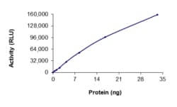 Sino Biological&nbsp;Recombinant Human CSNK1E/CK1 epsilon Protein (Full Length, GST Tag), Active