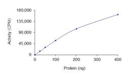 Sino Biological&nbsp;Recombinant Human Casein Kinase 1 gamma 2 Protein (Full Length, GST Tag), Active