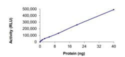 Sino Biological&nbsp;Recombinant Human CSNK1G1 Protein (GST Tag), Active