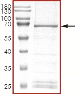 Sino Biological&nbsp;Recombinant Human cyclin E2 Protein (Full Length, GST Tag)