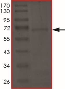 Sino Biological&nbsp;Recombinant Human CCNO Protein (Full Length, GST Tag)