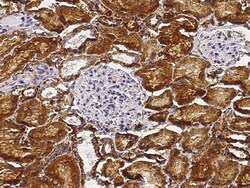 Sino Biological Recombinant Anti-Carbonic Anhydrase IV/CA4 Antibody, Rabbit