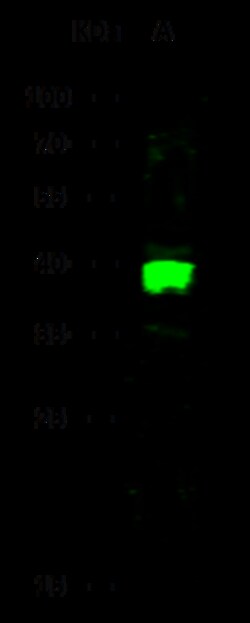 Sino Biological Carbonic Anhydrase VIII / CA8 Antibody, Rabbit PAb, Antigen