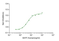 Genscript Corporation BAFF, Human, Quantity: Each of 1