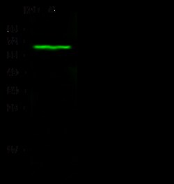 Sino Biological Anti-Carbonic Anhydrase IX/CA9 Antibody, Rabbit Polyclonal,