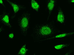 Sino Biological Anti-Caspase-9 Antibody, Rabbit Polyclonal, Quantity: Each