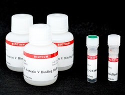 Biotium CF488A and PI Apoptosis Assay Kit, Quantity: Pack of 1