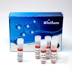 Biotium AM1-43, Quantity: Each of 1