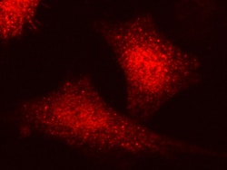 Sino Biological Anti-Cyclin A2/CCNA2 Antibody, Rabbit Polyclonal, Quantity:
