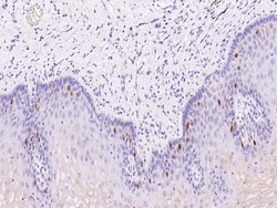 Sino Biological Cyclin A2 / CCNA2 Antibody, Rabbit PAb, Antigen Affinity