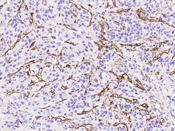 Sino Biological Anti-Endoglin/CD105 Antibody, Mouse Monoclonal, Quantity: