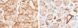 Sino Biological Recombinant Anti-CD146/MCAM Antibody, Rabbit Monoclonal,