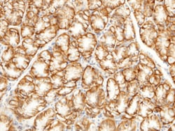 Sino Biological Anti-CD147/Basigin/EMMPRIN Antibody, Rabbit Polyclonal,