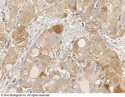 Sino Biological Anti-SSEA1 Antibody, Rabbit Polyclonal, Quantity: Each