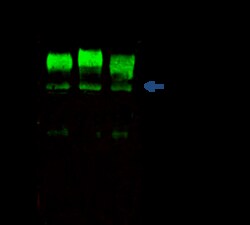 Sino Biological Anti-CD155/PVR Antibody, Rabbit Polyclonal, Quantity: Each