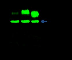 Sino Biological Recombinant Anti-CD155/PVR Antibody, Rabbit Monoclonal,