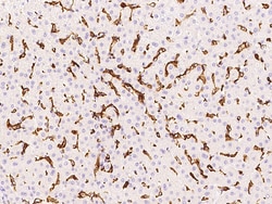 Sino Biological Anti-CD16a/FCGR3A/Fc gamma RIIIA Antibody, Rabbit Polyclonal,