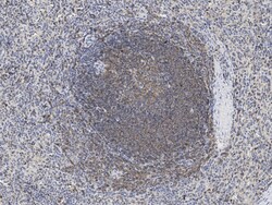 Sino Biological Anti-CD19 Antibody, Rabbit Polyclonal, Quantity: Each of