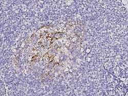 Sino Biological Anti-CD23 Antibody, Mouse Monoclonal, Quantity: Each of