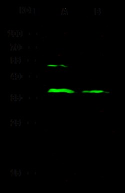 Sino Biological Anti-CD23 Antibody, Rabbit Polyclonal, Quantity: Each of