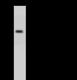 Sino Biological CD31/PECAM1 Antibody, Rabbit PAb, Antigen Affinity Purified