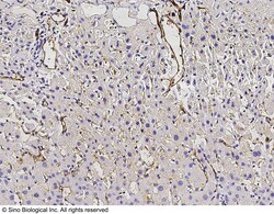 Sino Biological Anti-CD31/PECAM-1 Antibody, Mouse Monoclonal, Quantity: