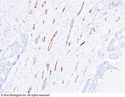 Sino Biological Recombinant Anti-CD31/PECAM-1 Antibody, Rabbit Monoclonal,