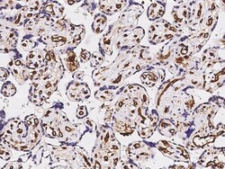 Sino Biological Recombinant Anti-CD31/PECAM-1 Antibody, Rabbit Monoclonal,