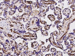 Sino Biological Recombinant Anti-CD31/PECAM-1 Antibody, Rabbit Monoclonal,